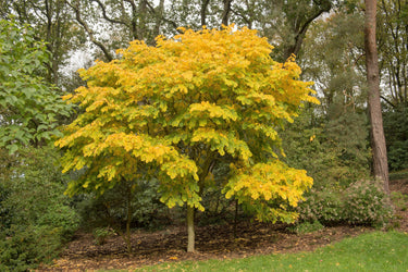 10 YELLOW ASH TREE Kentucky Yellowwood White Flowers Cladrastis Lutea Kentukea Seeds